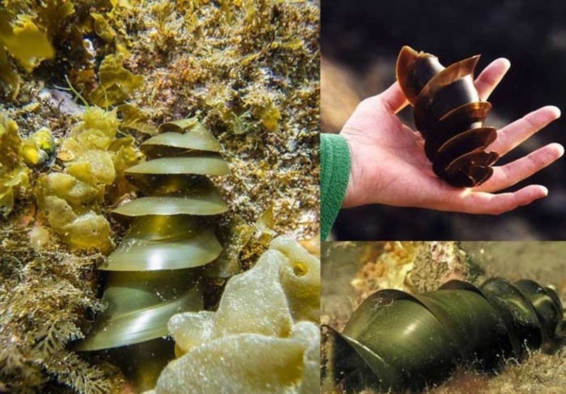 لن تصدق ماهي حقيقة هذا الشيء! وماعلاقته بسمك القرش؟